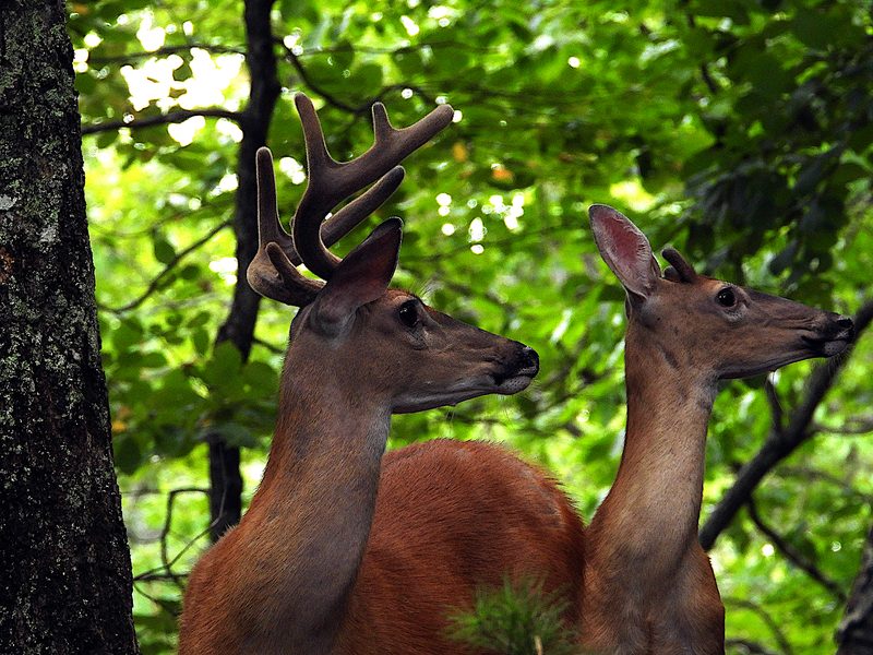 Two Deer.jpg